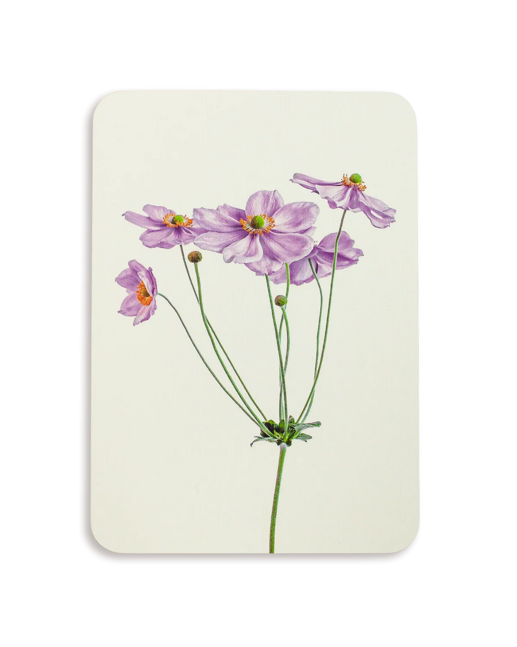 Anemone Greeting Card