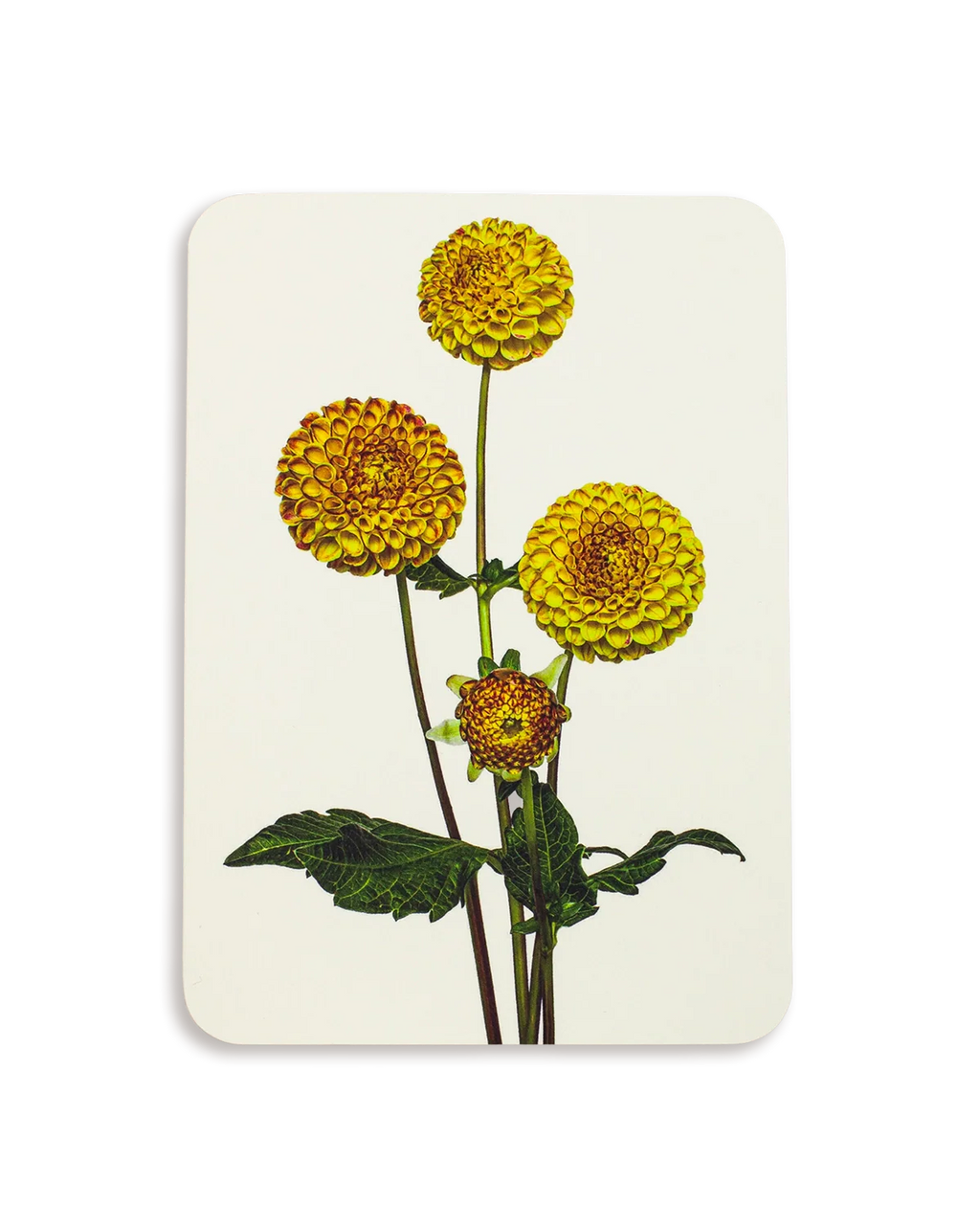 Dahlia Greeting Card