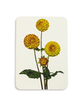 Dahlia Greeting Card