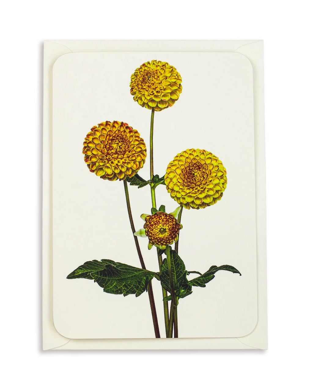 Dahlia Greeting Card