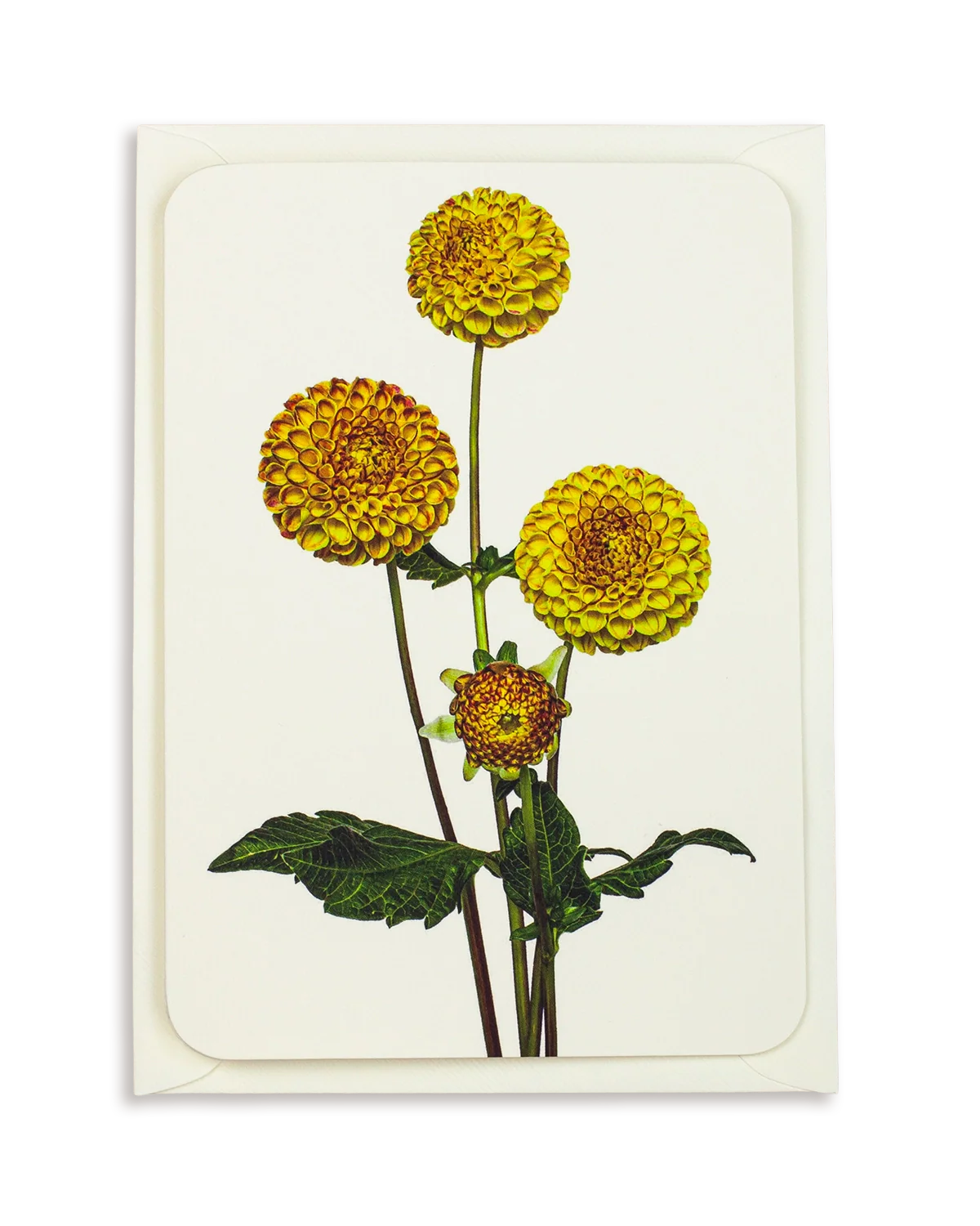 Dahlia Greeting Card