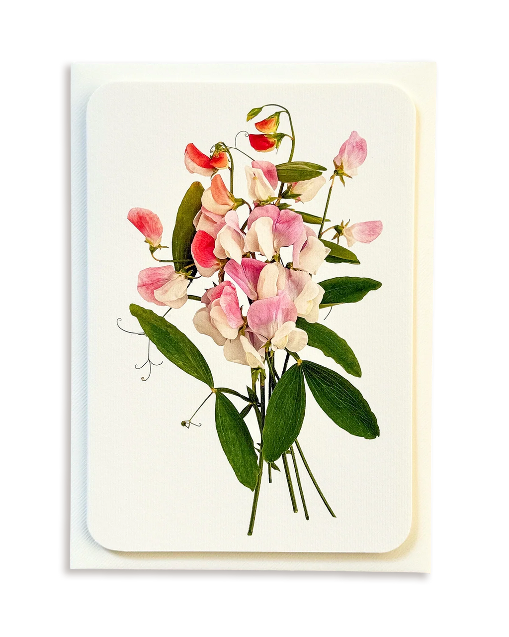 Pink Sweet Peas Greeting Card