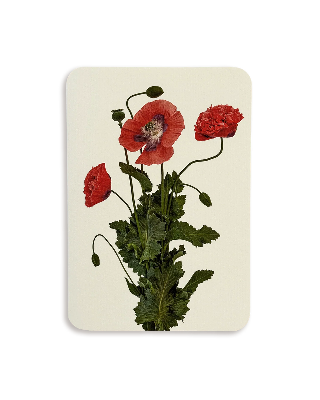 Wild Poppies Greeting Card