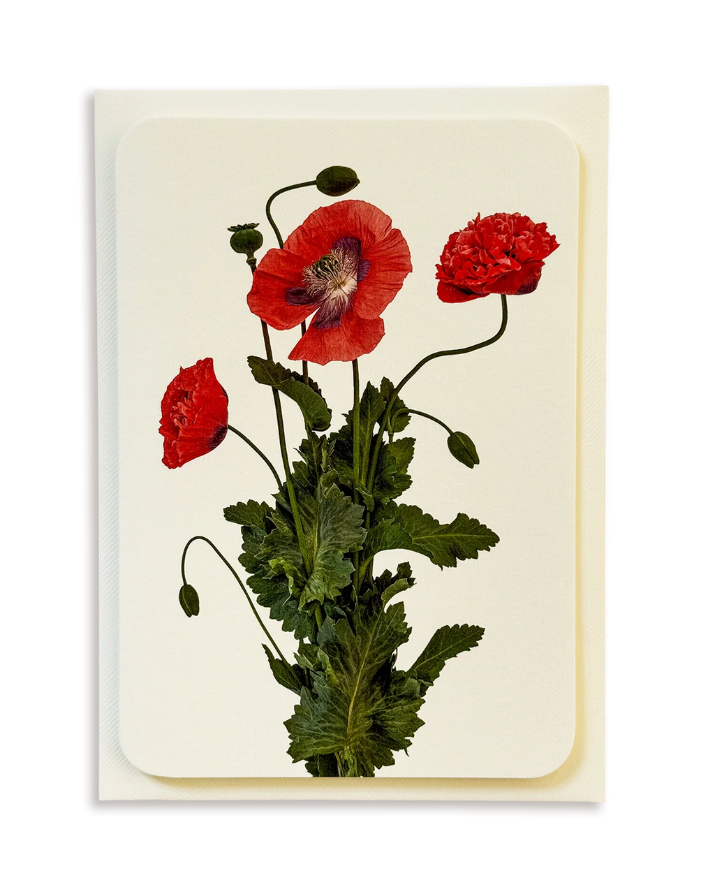 Wild Poppies Greeting Card