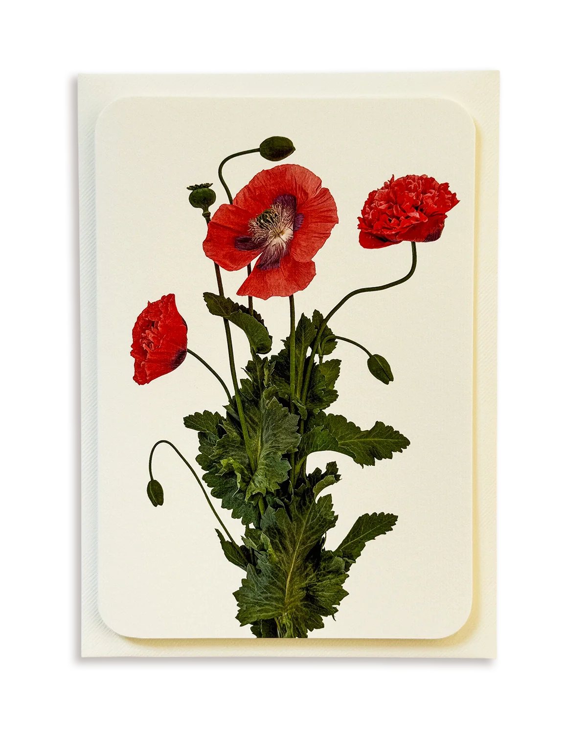 Wild Poppies Greeting Card